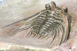 Kettneraspis Trilobite (Long Occipital Horn) - Lghaft, Morocco #165937-4